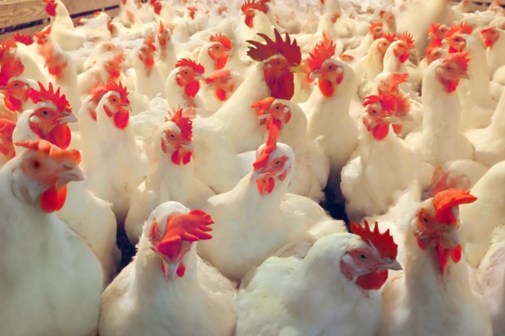 Informacja dla hodowców drobiu dotycząca wysoce zjadliwej grypy ptaków