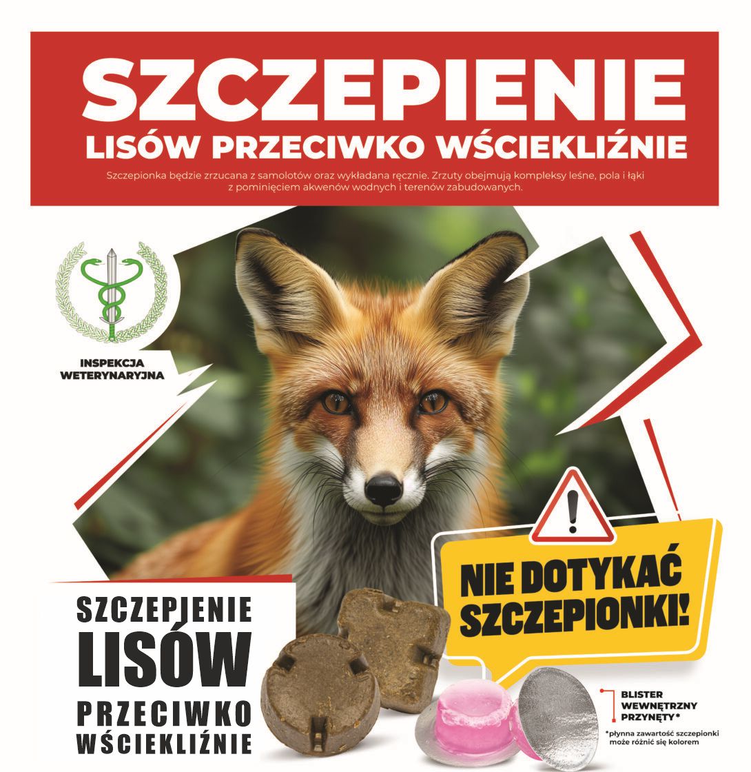 Wiosenna akcja szczepień lisów przeciwko wściekliźnie