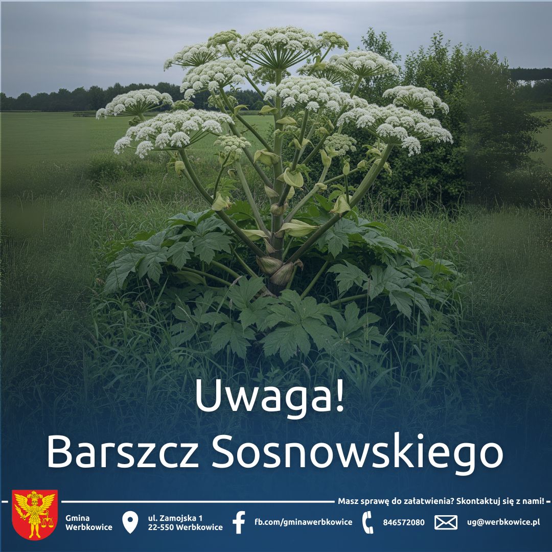 Uwaga! Barszcz Sosnowskiego – niebezpieczna roślina inwazyjna