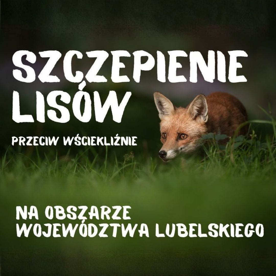 Dodatkowa akcja szczepień lisów przeciwko wściekliźnie - 28-31 maja 2026 r.